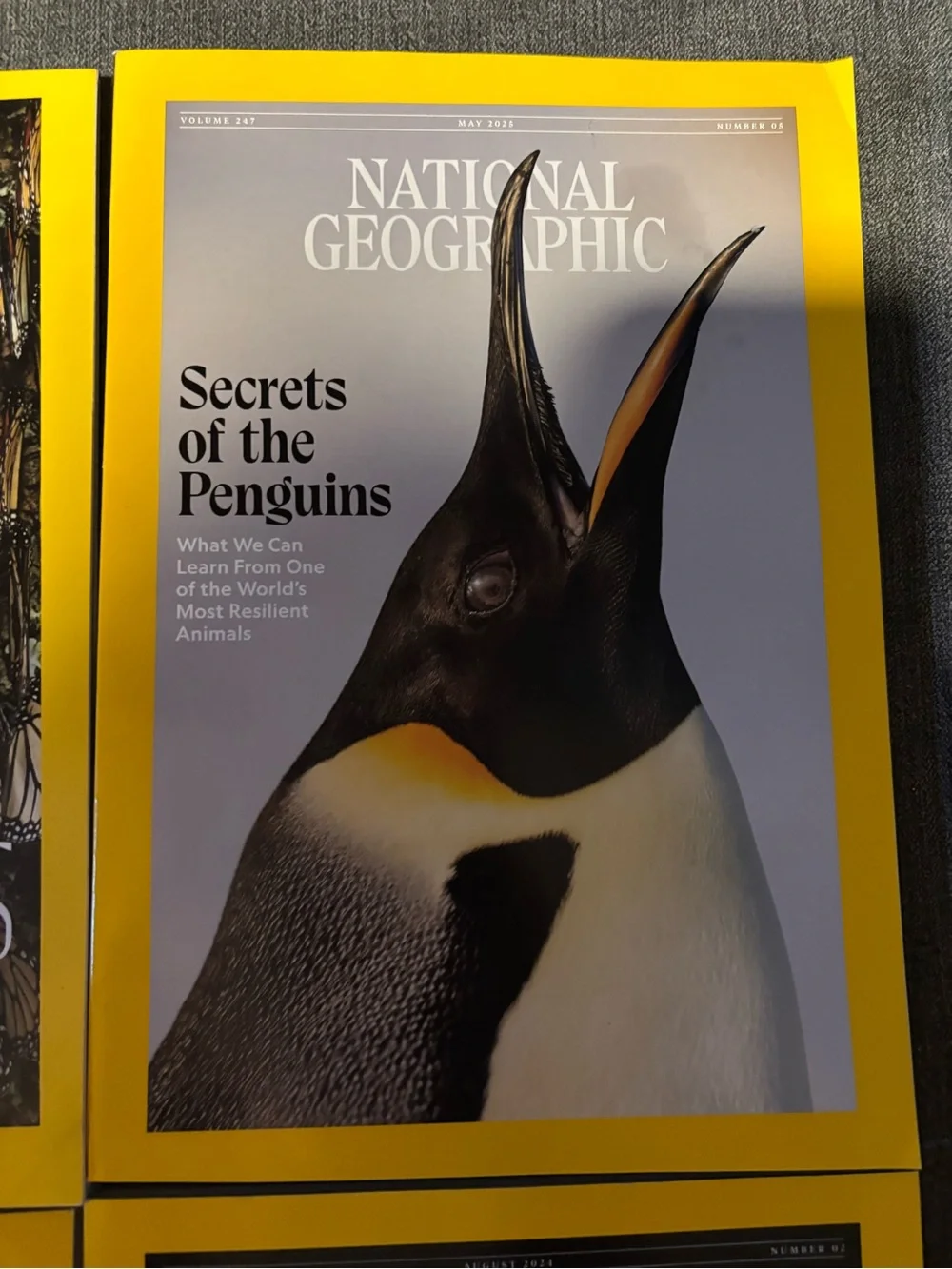 National Geographic Magazine Lot - 8 issues with animal themes